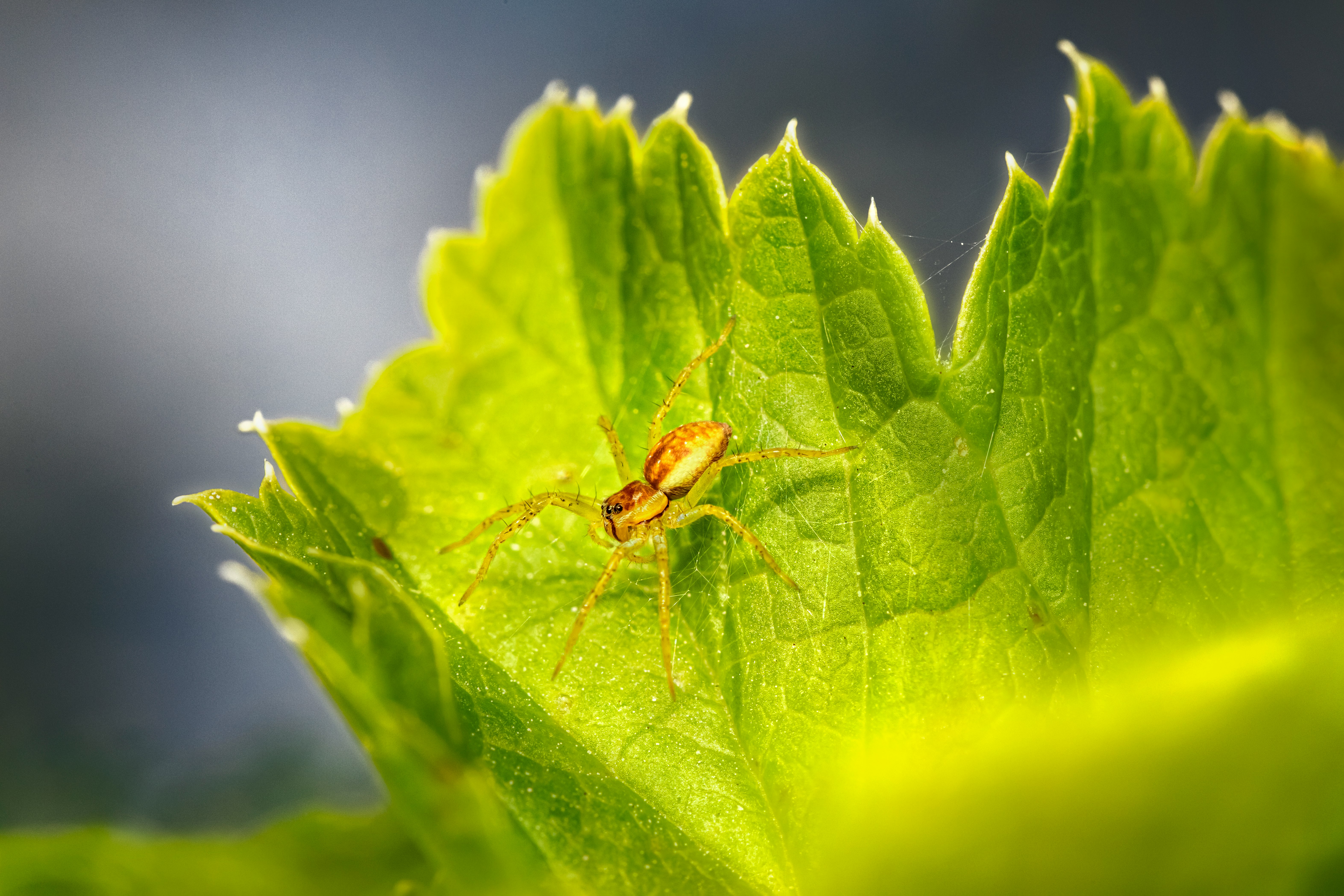 brown spider on green leaf